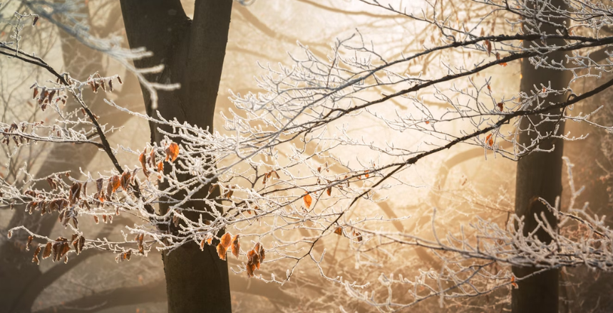 Natur im Winter